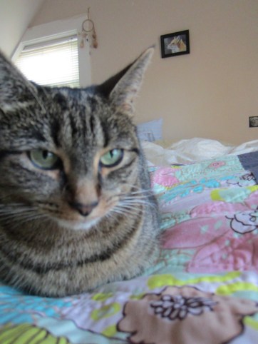 Obligatory Cat Model Shot with Fox