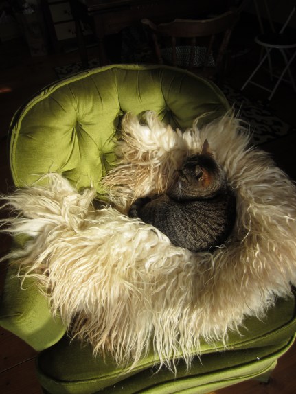 Tilly Willicus napping on my Icelandic sheep skin