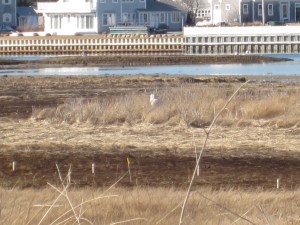 The Cape Cod Snowy Owl
