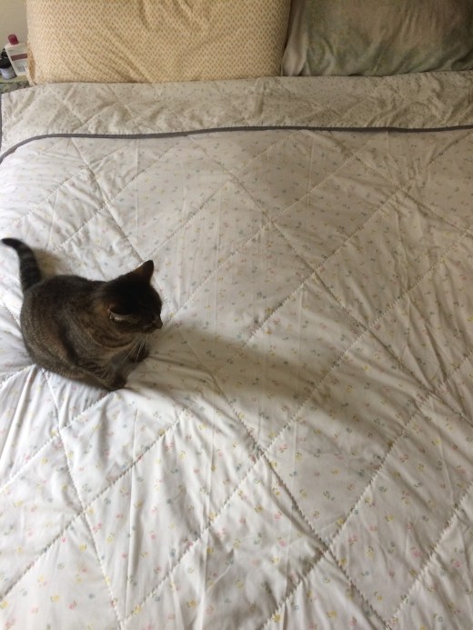 Gift Fox Quilts - Jess Feldman 2017